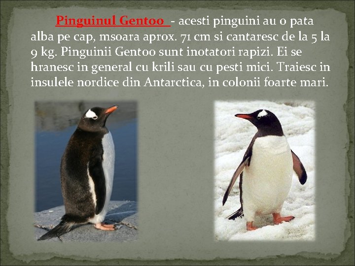 Pinguinul Gentoo - acesti pinguini au o pata alba pe cap, msoara aprox. 71