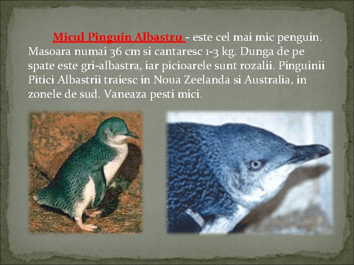 Micul Pinguin Albastru - este cel mai mic penguin. Masoara numai 36 cm si