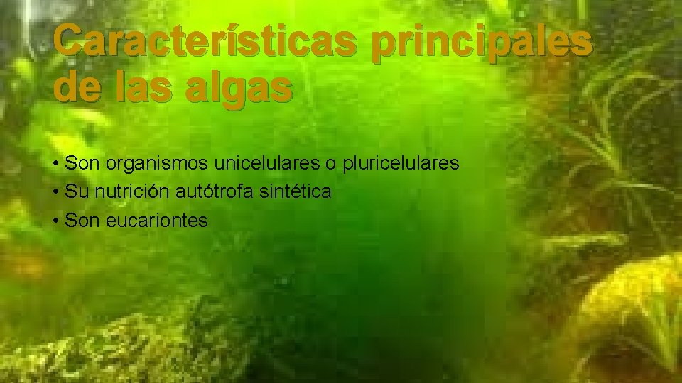 Características principales de las algas • Son organismos unicelulares o pluricelulares • Su nutrición