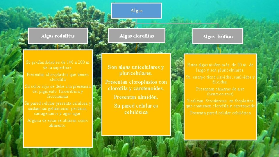 Algas rodófitas Su profundidad es de 100 a 200 m de la superficie. Presentan