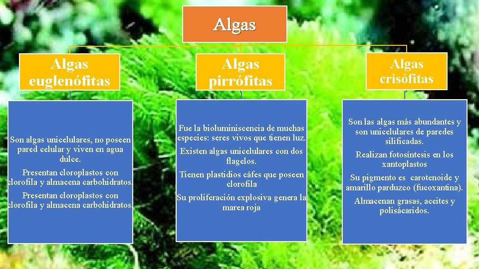 Algas euglenófitas Son algas unicelulares, no poseen pared celular y viven en agua dulce.