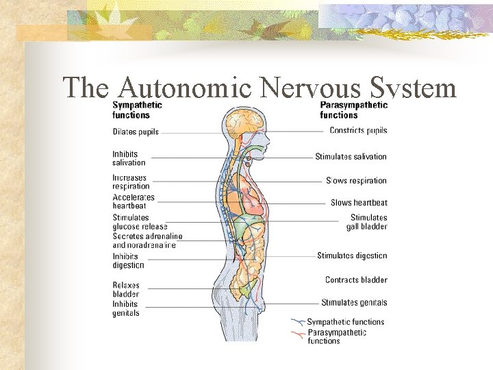 The Autonomic Nervous System 