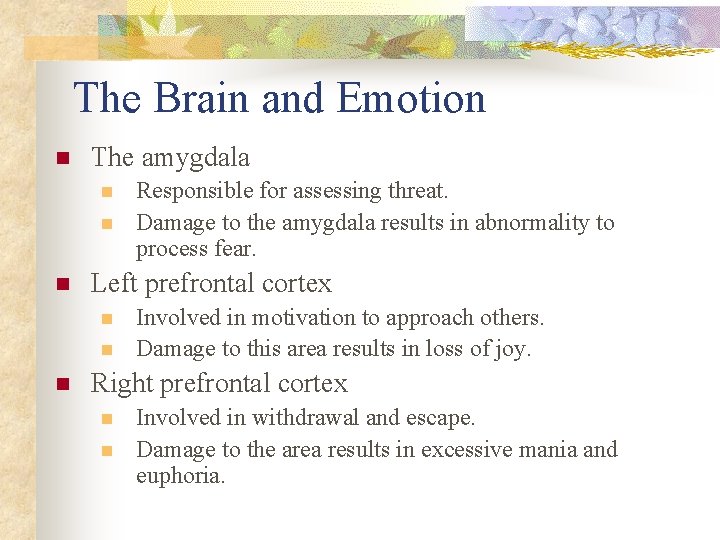 The Brain and Emotion n The amygdala n n n Left prefrontal cortex n