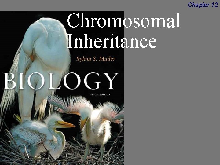 Chapter 12 Chromosomal Inheritance 