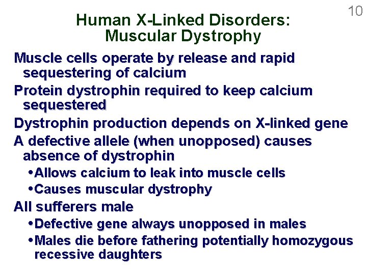 Human X-Linked Disorders: Muscular Dystrophy 10 Muscle cells operate by release and rapid sequestering