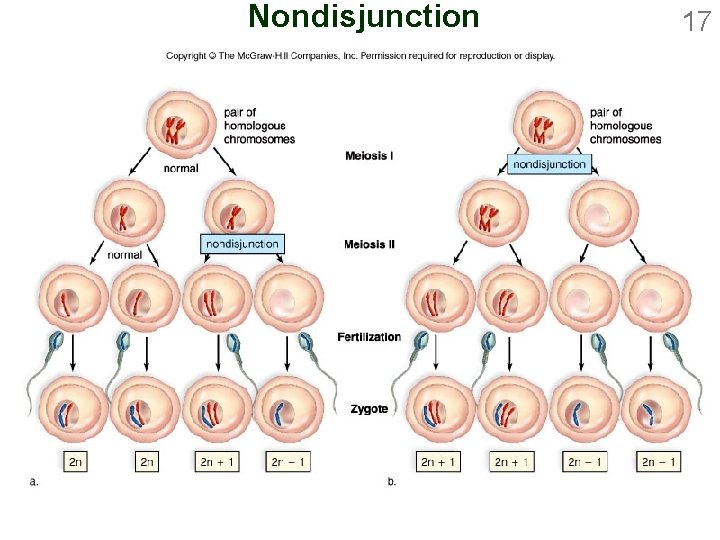 Nondisjunction 17 