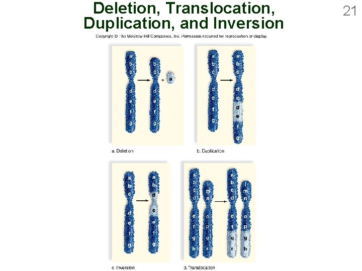 Deletion, Translocation, Duplication, and Inversion 21 