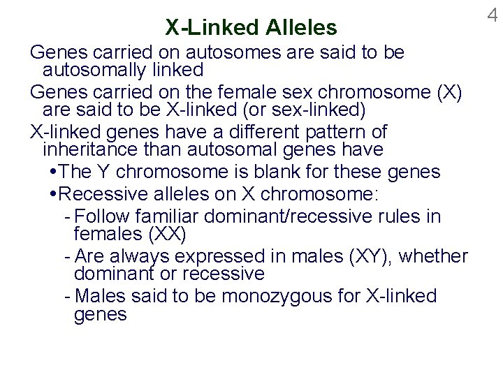 X-Linked Alleles Genes carried on autosomes are said to be autosomally linked Genes carried