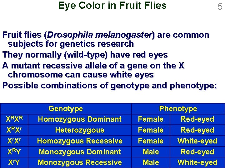 Eye Color in Fruit Flies Fruit flies (Drosophila melanogaster) are common subjects for genetics