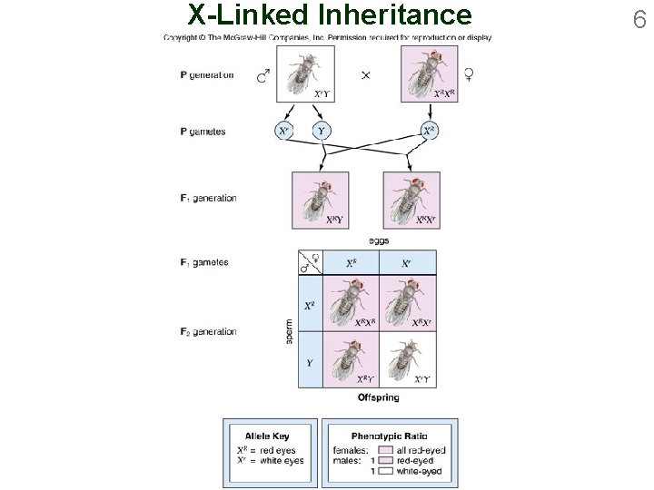 X-Linked Inheritance 6 