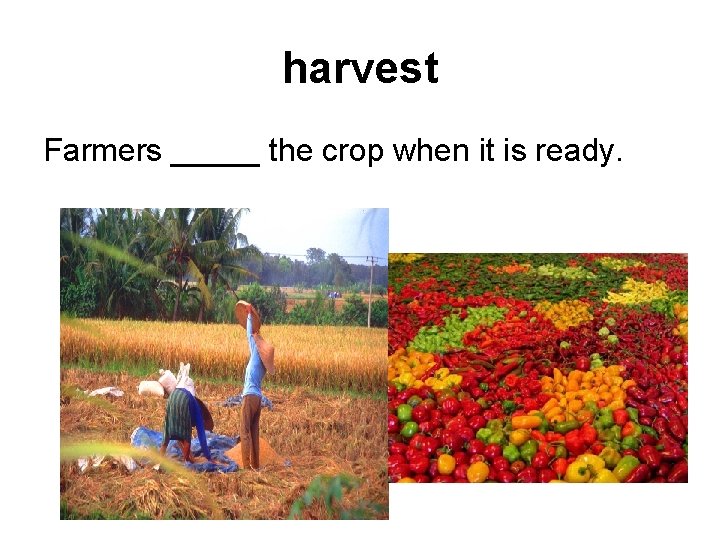 harvest Farmers _____ the crop when it is ready. 