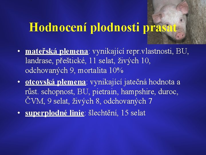 Hodnocení plodnosti prasat • mateřská plemena: vynikající repr. vlastnosti, BU, landrase, přeštické, 11 selat,