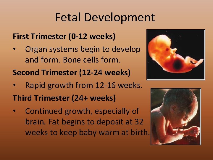 Fetal Development First Trimester (0 -12 weeks) • Organ systems begin to develop and