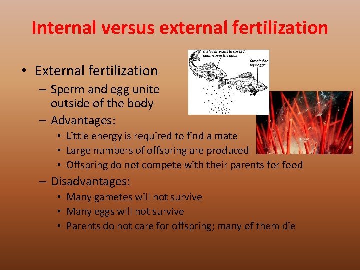 Internal versus external fertilization • External fertilization – Sperm and egg unite outside of