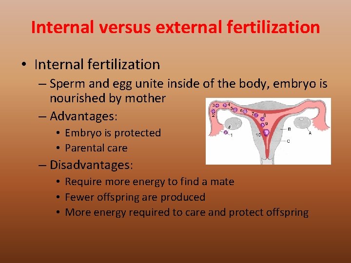 Internal versus external fertilization • Internal fertilization – Sperm and egg unite inside of