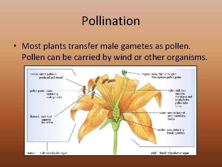 Pollination • Most plants transfer male gametes as pollen. Pollen can be carried by