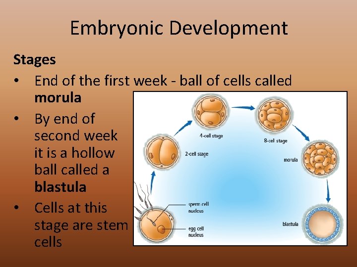 Embryonic Development Stages • End of the first week - ball of cells called