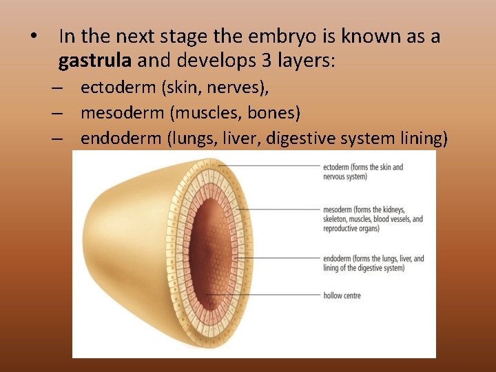  • In the next stage the embryo is known as a gastrula and