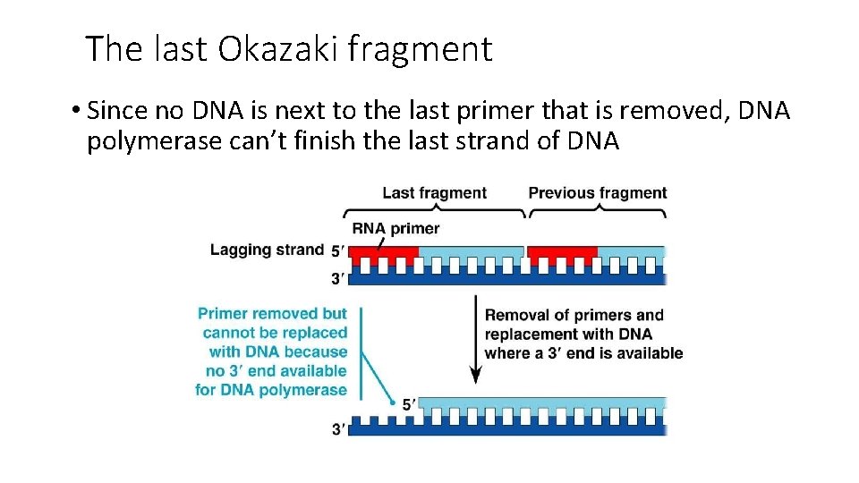 The last Okazaki fragment • Since no DNA is next to the last primer