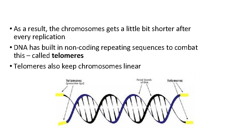  • As a result, the chromosomes gets a little bit shorter after every