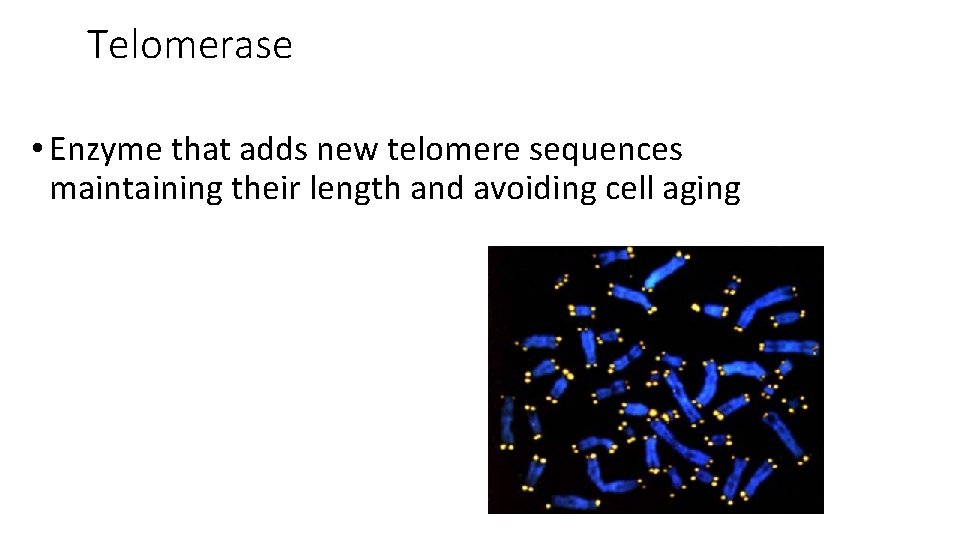 Telomerase • Enzyme that adds new telomere sequences maintaining their length and avoiding cell