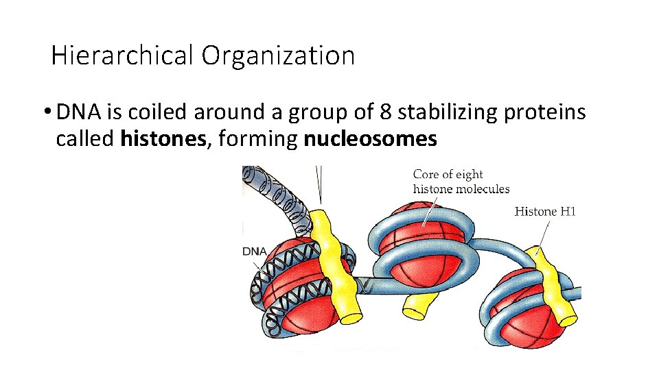 Hierarchical Organization • DNA is coiled around a group of 8 stabilizing proteins called