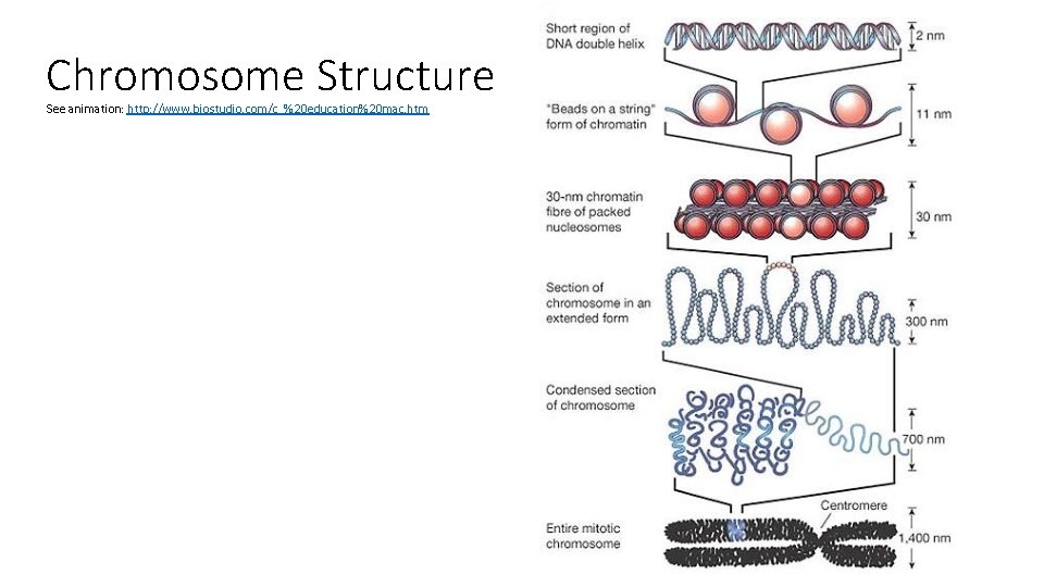 Chromosome Structure See animation: http: //www. biostudio. com/c_%20 education%20 mac. htm 