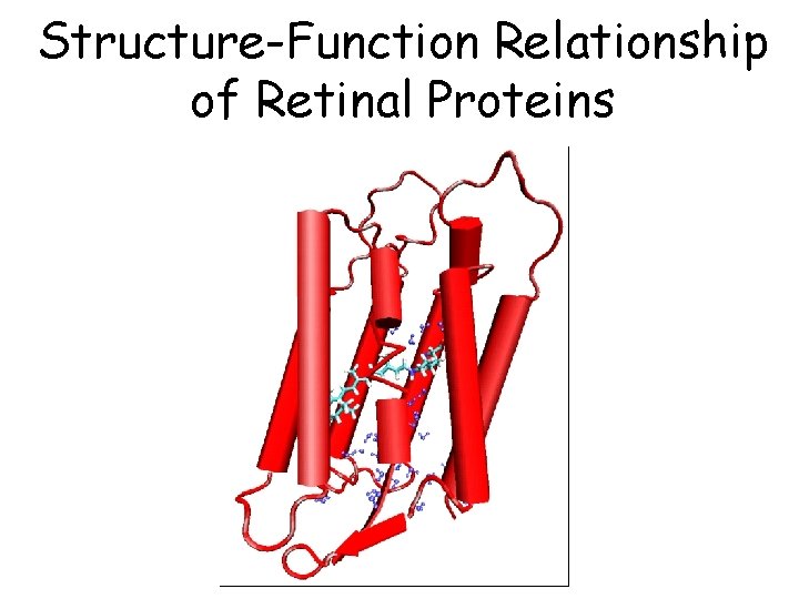 Structure-Function Relationship of Retinal Proteins Structure-Function Relationship of Retinal Proteins