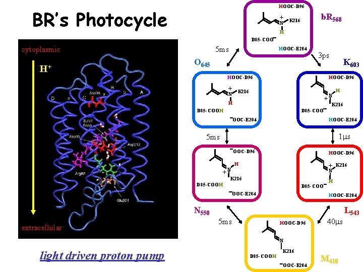 HOOC-D 96 BR’s Photocycle b. R 568 + K 216 N H D 85 HOOC-D 96 BR’s Photocycle b. R 568 + K 216 N H D 85