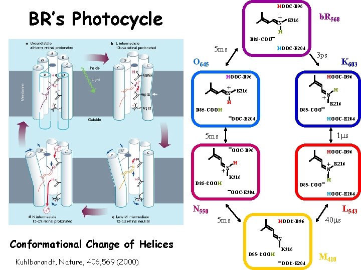 HOOC-D 96 BR’s Photocycle b. R 568 + K 216 N H D 85 HOOC-D 96 BR’s Photocycle b. R 568 + K 216 N H D 85
