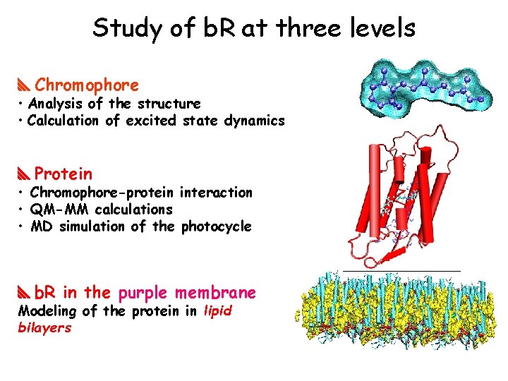 Study of b. R at three levels Chromophore • Analysis of the structure • Study of b. R at three levels Chromophore • Analysis of the structure •