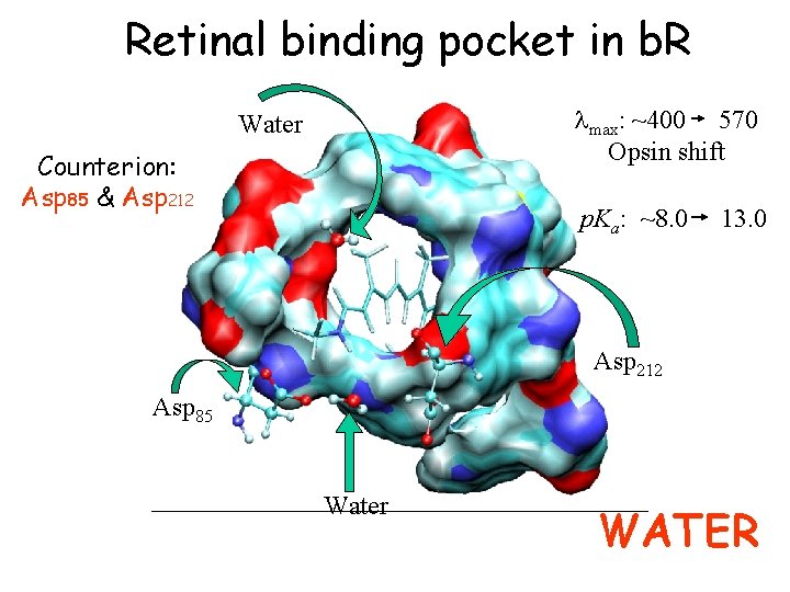 Retinal binding pocket in b. R lmax: ~400 570 Opsin shift Water Counterion: Asp Retinal binding pocket in b. R lmax: ~400 570 Opsin shift Water Counterion: Asp