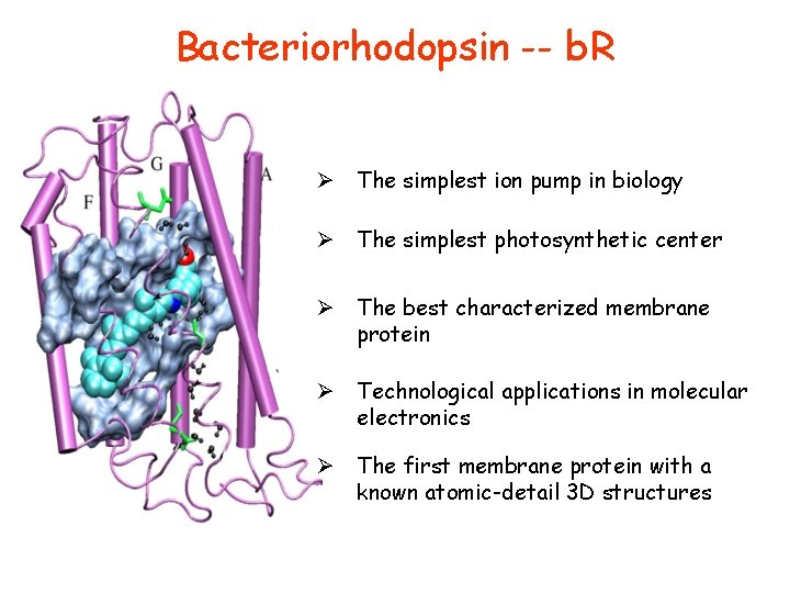 Bacteriorhodopsin -- b. R Ø The simplest ion pump in biology Ø The simplest Bacteriorhodopsin -- b. R Ø The simplest ion pump in biology Ø The simplest