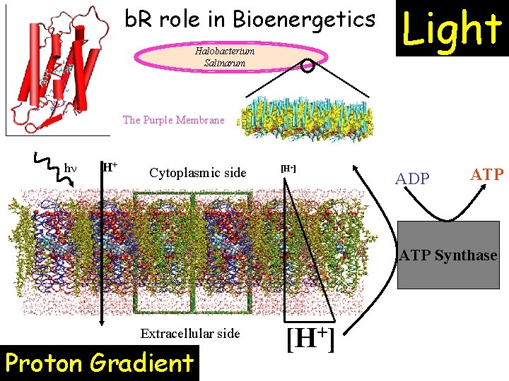 b. R role in Bioenergetics Halobacterium Salinarum Light The Purple Membrane hn H+ Cytoplasmic b. R role in Bioenergetics Halobacterium Salinarum Light The Purple Membrane hn H+ Cytoplasmic