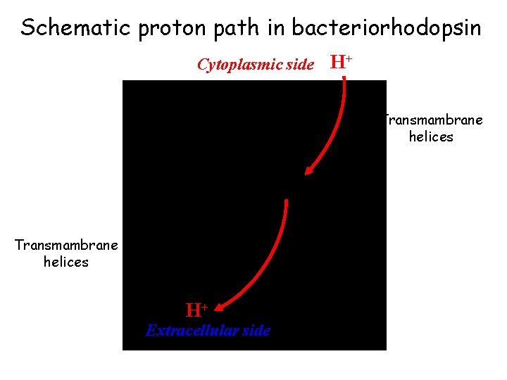 Schematic proton path in bacteriorhodopsin Cytoplasmic side H+ Transmambrane helices H+ Extracellular side Schematic proton path in bacteriorhodopsin Cytoplasmic side H+ Transmambrane helices H+ Extracellular side