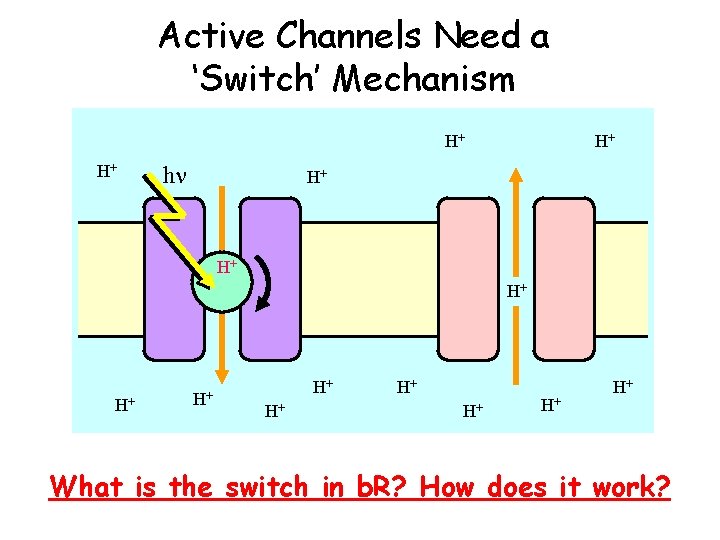 Active Channels Need a ‘Switch’ Mechanism H+ H+ hn H+ H+ H+ What is Active Channels Need a ‘Switch’ Mechanism H+ H+ hn H+ H+ H+ What is
