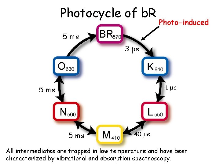 Photocycle of b. R Photo-induced 5 ms 3 ps 1 ms 5 ms 40 Photocycle of b. R Photo-induced 5 ms 3 ps 1 ms 5 ms 40