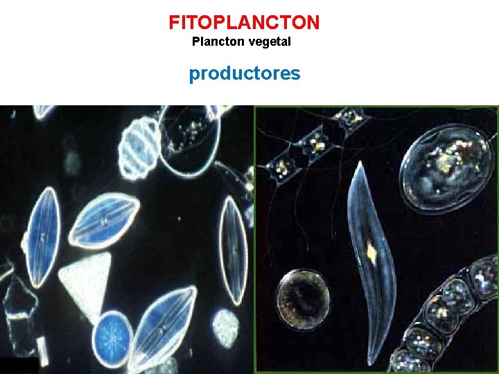 FITOPLANCTON Plancton vegetal productores 