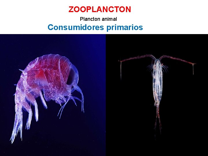 ZOOPLANCTON Plancton animal Consumidores primarios 