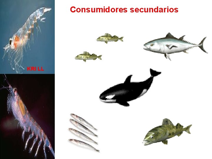 Consumidores secundarios KRI LL Krill 
