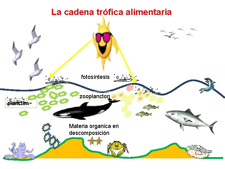 La cadena trófica alimentaria fotosíntesis zooplancton Materia organica en descomposición 