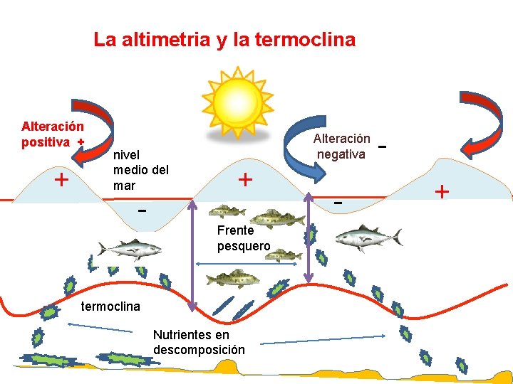 La altimetria y la termoclina Alteración positiva + + nivel medio del mar -