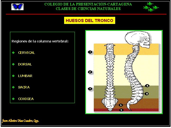 COLEGIO DE LA PRESENTACIÓN-CARTAGENA CLASES DE CIENCIAS NATURALES HUESOS DEL TRONCO Regiones de la