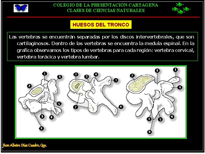 COLEGIO DE LA PRESENTACIÓN-CARTAGENA CLASES DE CIENCIAS NATURALES HUESOS DEL TRONCO Las vertebras se