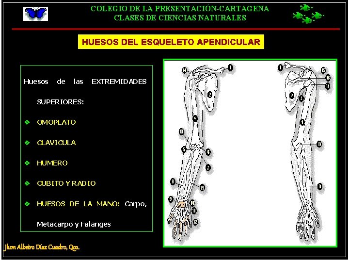 COLEGIO DE LA PRESENTACIÓN-CARTAGENA CLASES DE CIENCIAS NATURALES HUESOS DEL ESQUELETO APENDICULAR Huesos de