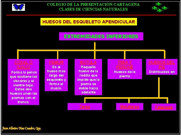 COLEGIO DE LA PRESENTACIÓN-CARTAGENA CLASES DE CIENCIAS NATURALES HUESOS DEL ESQUELETO APENDICULAR EXTREMIDADES INFERIORES