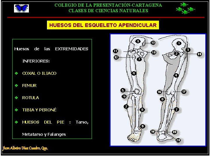 COLEGIO DE LA PRESENTACIÓN-CARTAGENA CLASES DE CIENCIAS NATURALES HUESOS DEL ESQUELETO APENDICULAR Huesos de