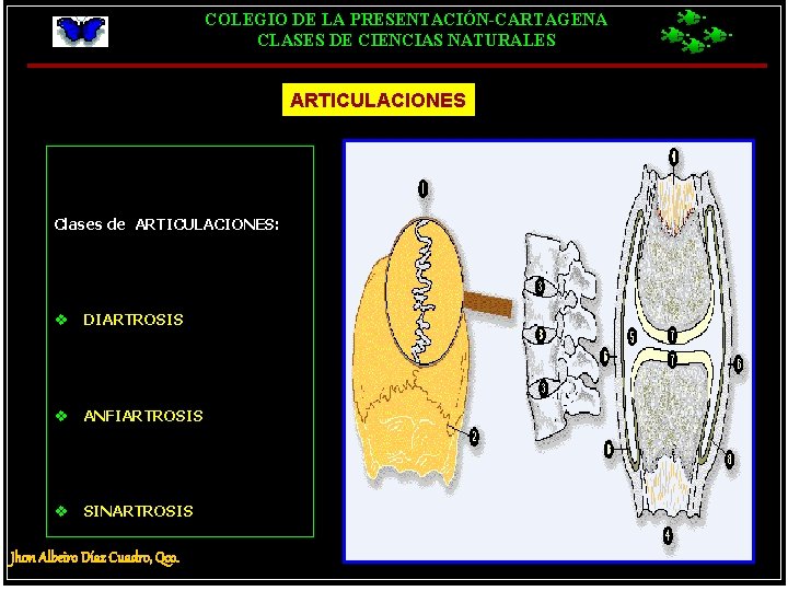 COLEGIO DE LA PRESENTACIÓN-CARTAGENA CLASES DE CIENCIAS NATURALES ARTICULACIONES Clases de ARTICULACIONES: v DIARTROSIS