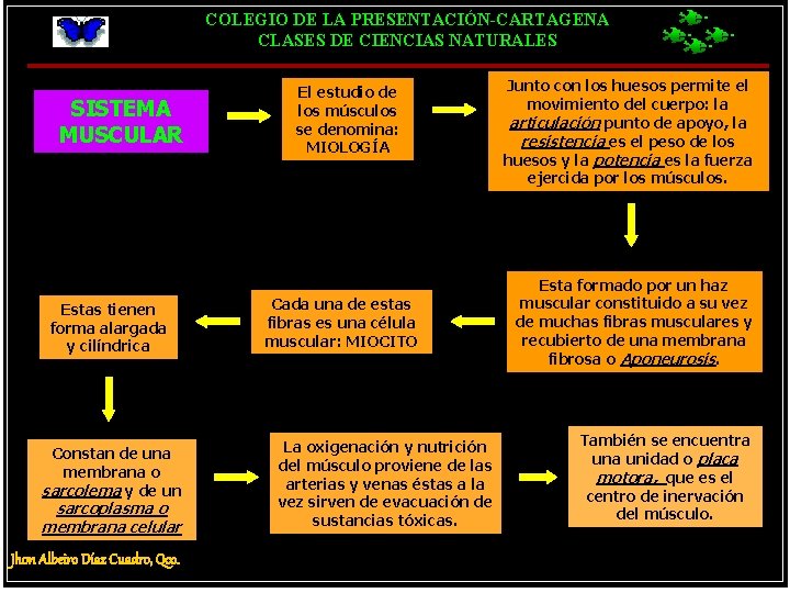 COLEGIO DE LA PRESENTACIÓN-CARTAGENA CLASES DE CIENCIAS NATURALES SISTEMA MUSCULAR Estas tienen forma alargada