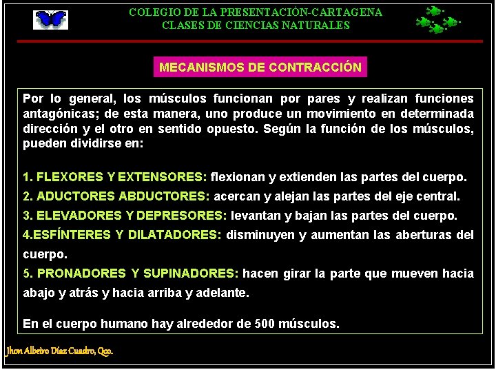 COLEGIO DE LA PRESENTACIÓN-CARTAGENA CLASES DE CIENCIAS NATURALES MECANISMOS DE CONTRACCIÓN Por lo general,